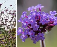 Verbena bonariensis