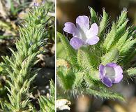 Verbena bracteata