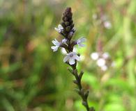 Verbena carolina