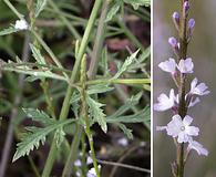 Verbena menthifolia