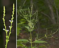 Verbena scabra