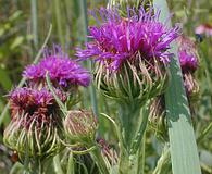 Vernonia arkansana