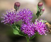 Vernonia baldwinii