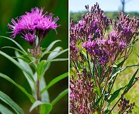 Vernonia fasciculata