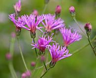 Vernonia gigantea