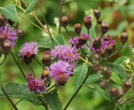 Vernonia glauca