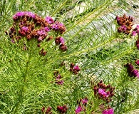 Vernonia lettermannii