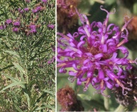 Vernonia marginata