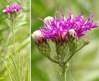 Vernonia texana