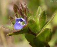 Veronica arvensis