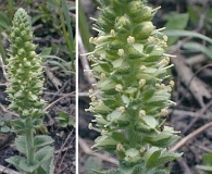 Veronica bullii