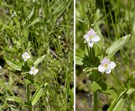 Veronica catenata