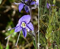 Veronica cusickii