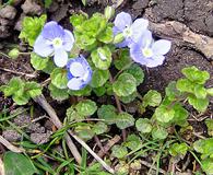 Veronica filiformis