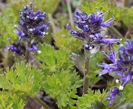 Veronica paysonii