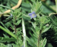 Veronica verna