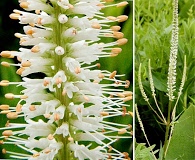 Veronicastrum virginicum