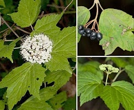 Viburnum acerifolium