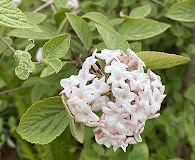 Viburnum carlesii