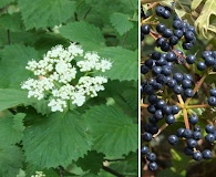 Viburnum dentatum