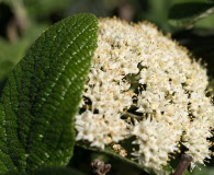 Viburnum dilatatum