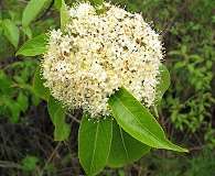 Viburnum lentago