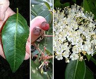 Viburnum nudum