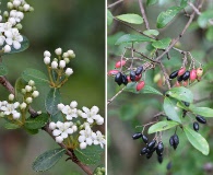 Viburnum obovatum