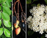 Viburnum prunifolium