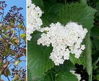 Viburnum recognitum