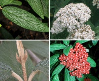 Viburnum rhytidophyllum