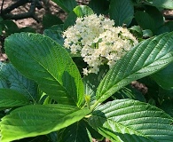 Viburnum sieboldii