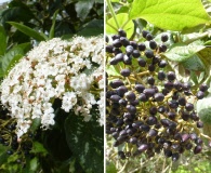 Viburnum tinus