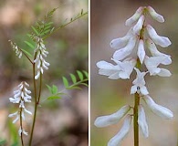 Vicia caroliniana