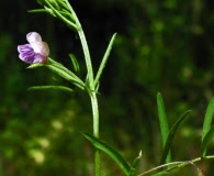 Vicia hassei