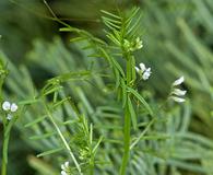 Vicia hirsuta