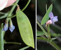 Vicia ludoviciana