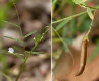 Vicia minutiflora