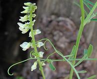 Vicia pulchella