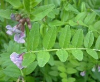 Vicia sepium