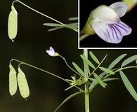 Vicia tetrasperma