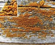 Villophora microphyllina