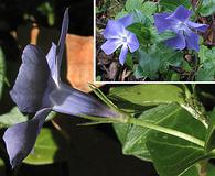 Vinca major