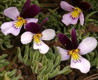 Viola beckwithii