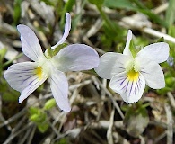 Viola bicolor