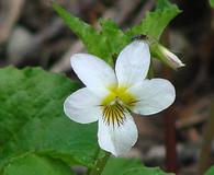 Viola canadensis