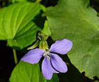 Viola cucullata