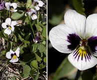 Viola cuneata