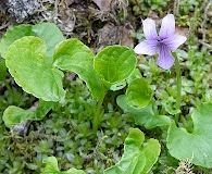 Viola epipsiloides