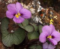 Viola flettii